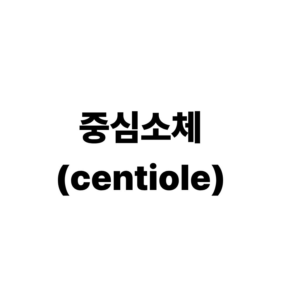 중심소체