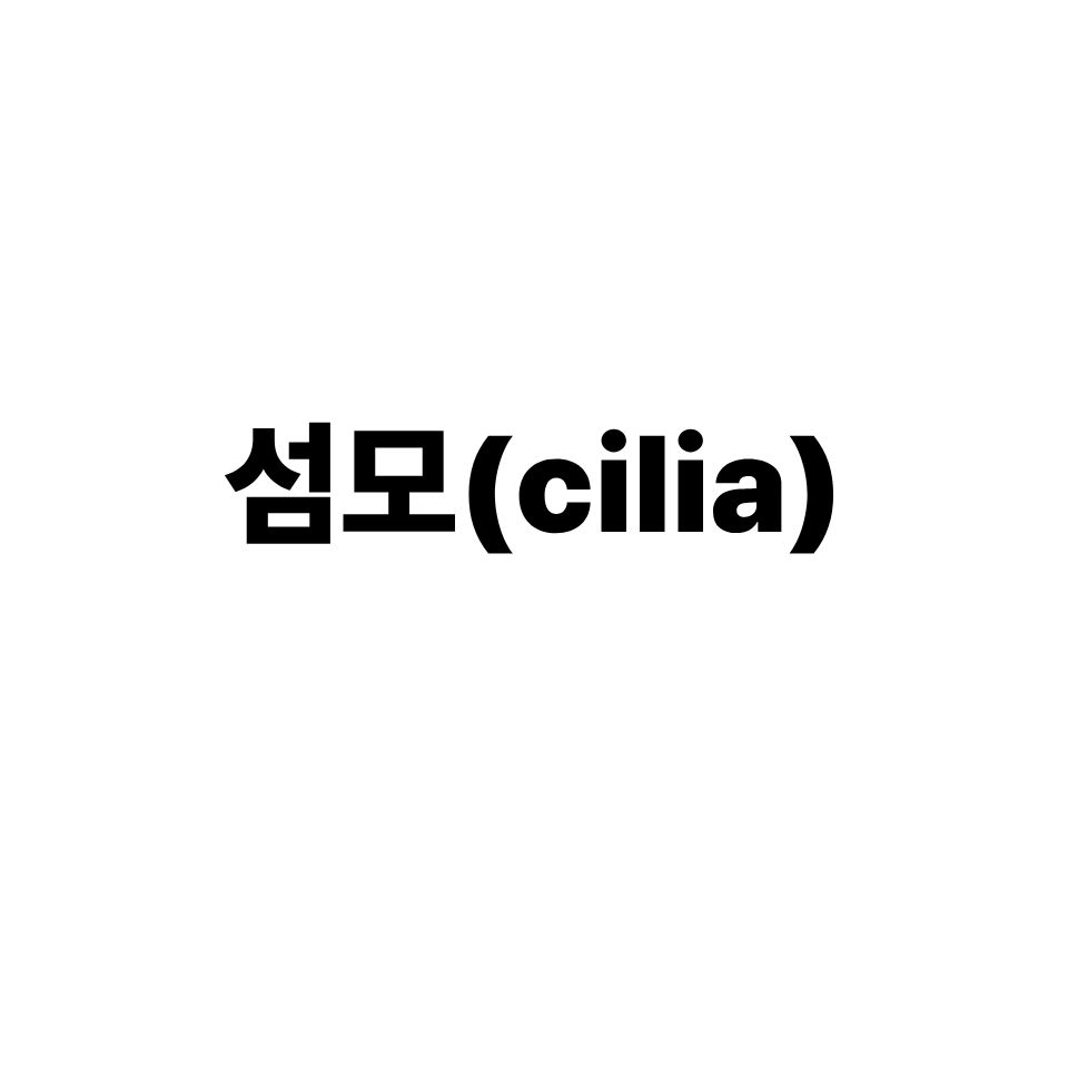섬모
