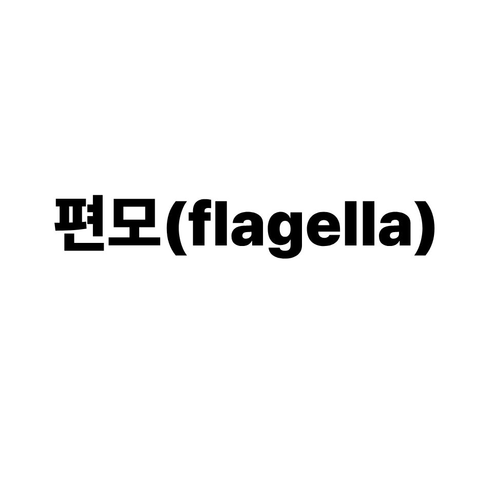 편모