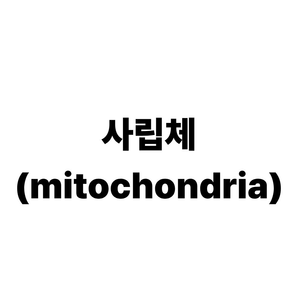 사립체