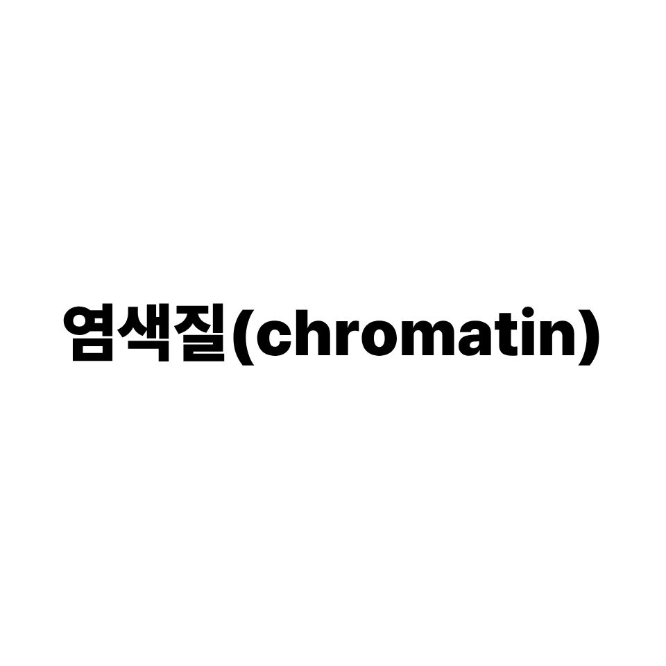 염색질
