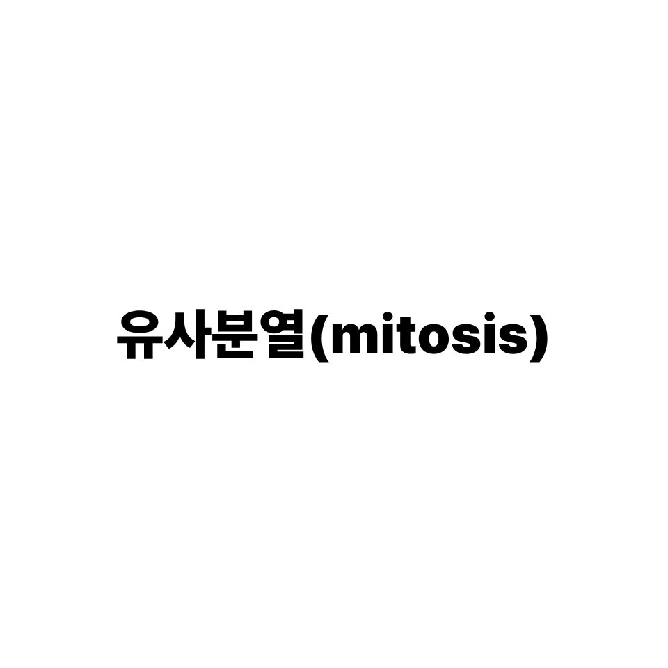 유사분열
