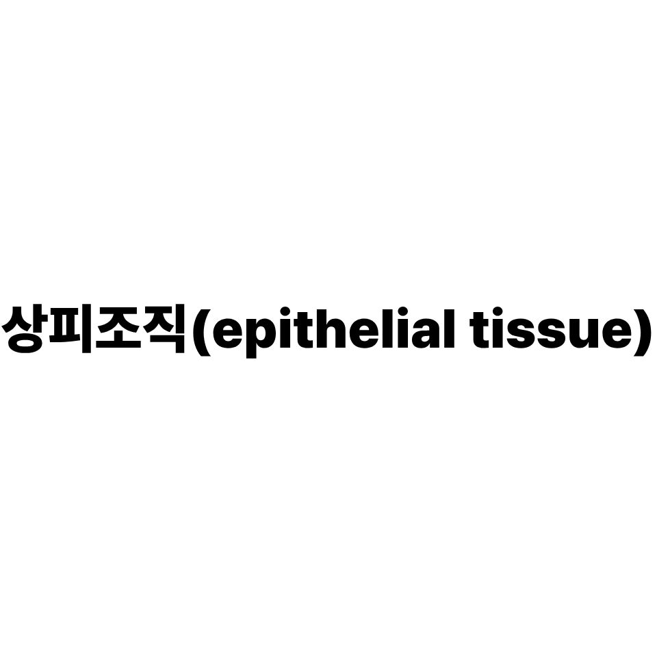 상피조직