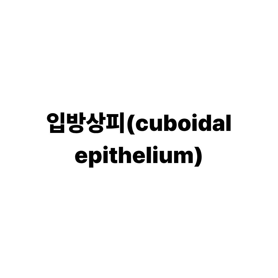 입방상피