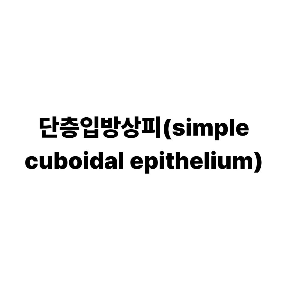 단층입방상피