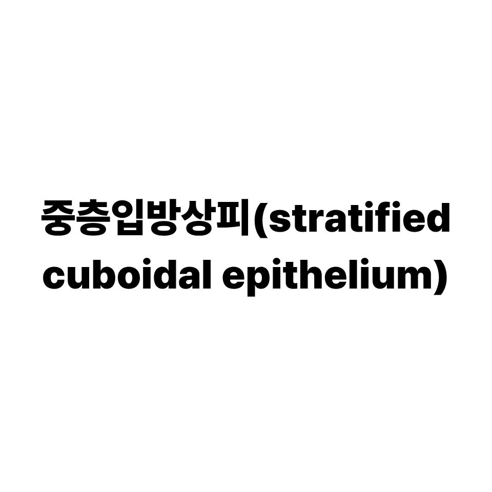 중층입방상피