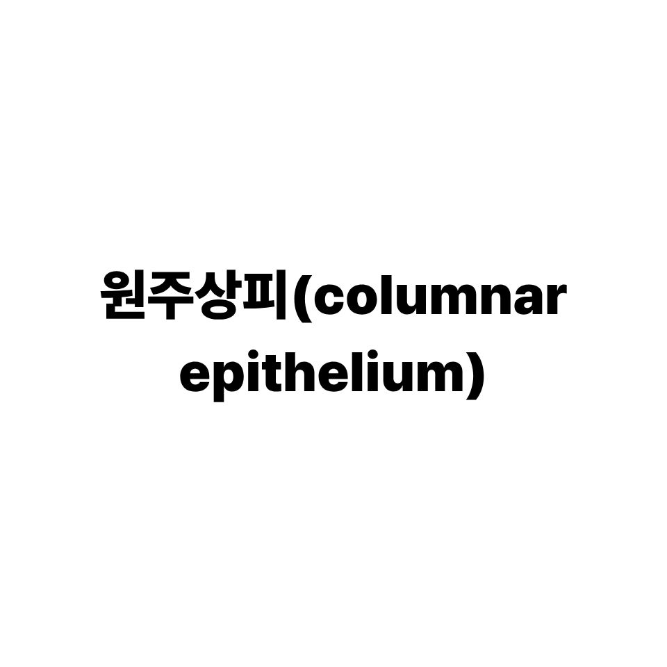 원주상피