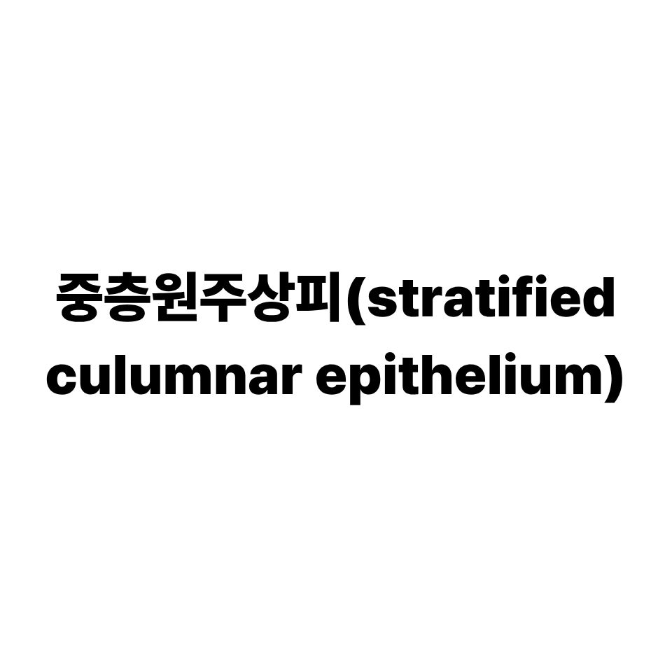 중층원주상피