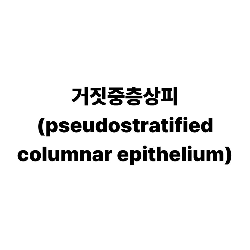거짓중층상피
