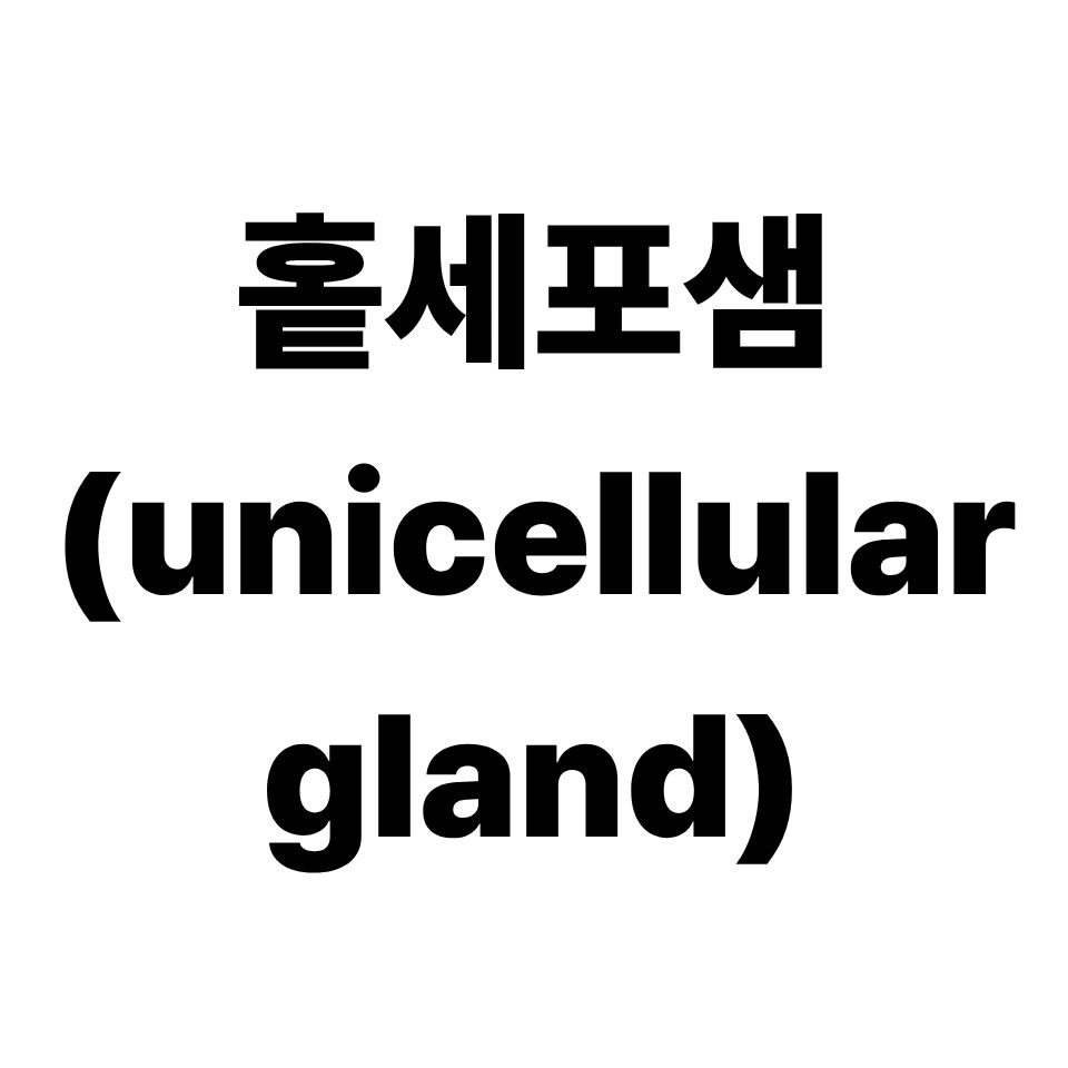 홑세포샘