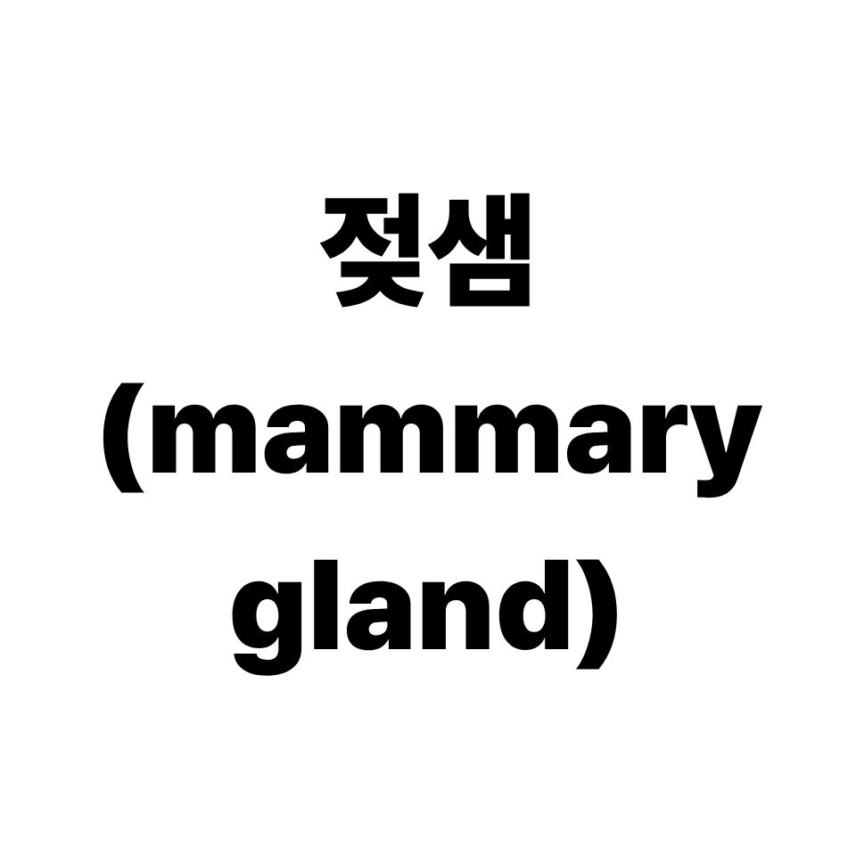 젖샘