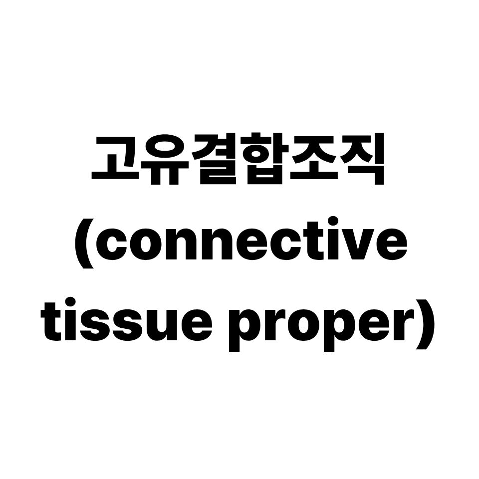 고유결합조직