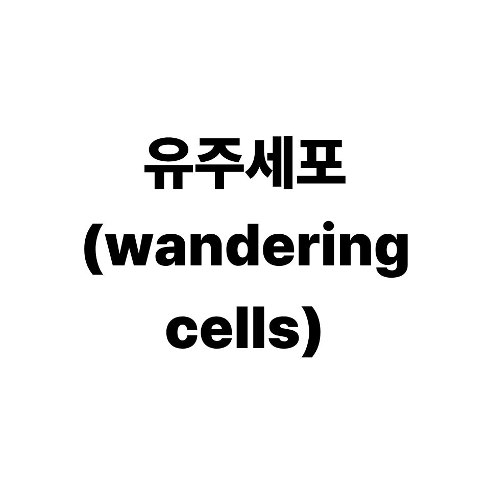 유주세포