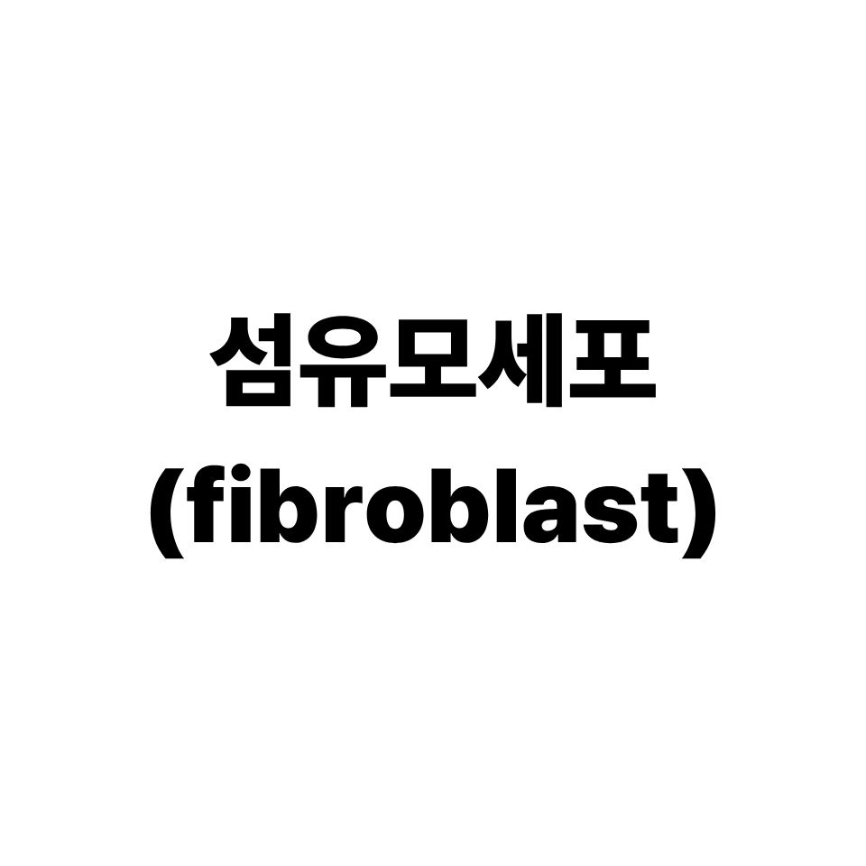 섬유모세포