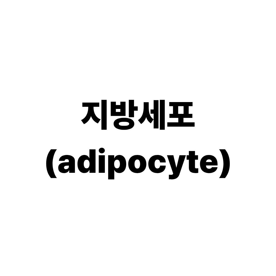 지방세포