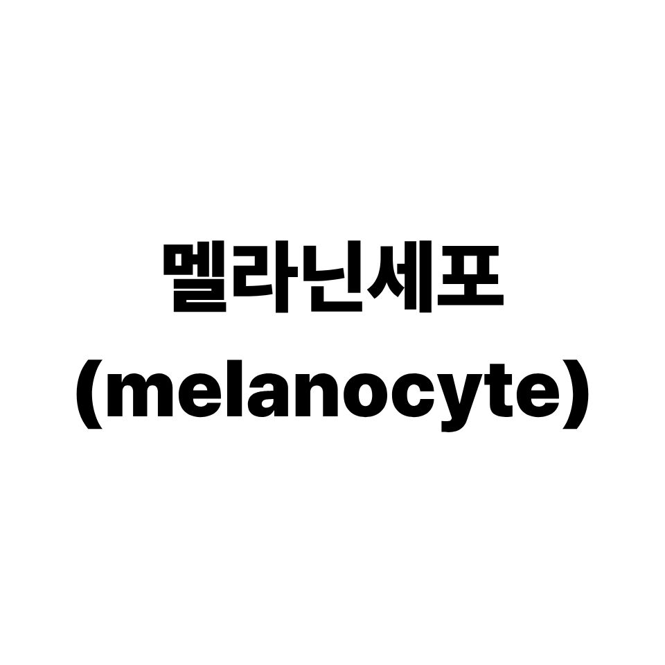 멜라닌세포