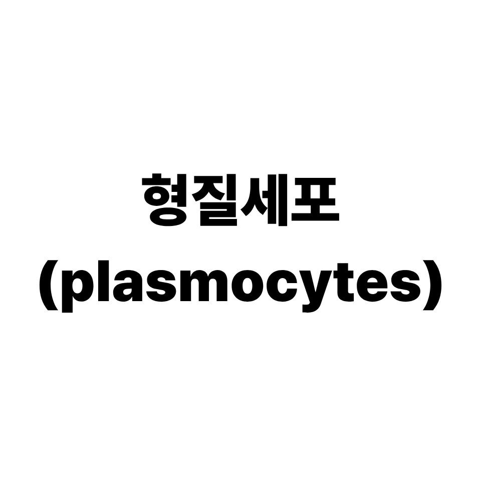 형질세포