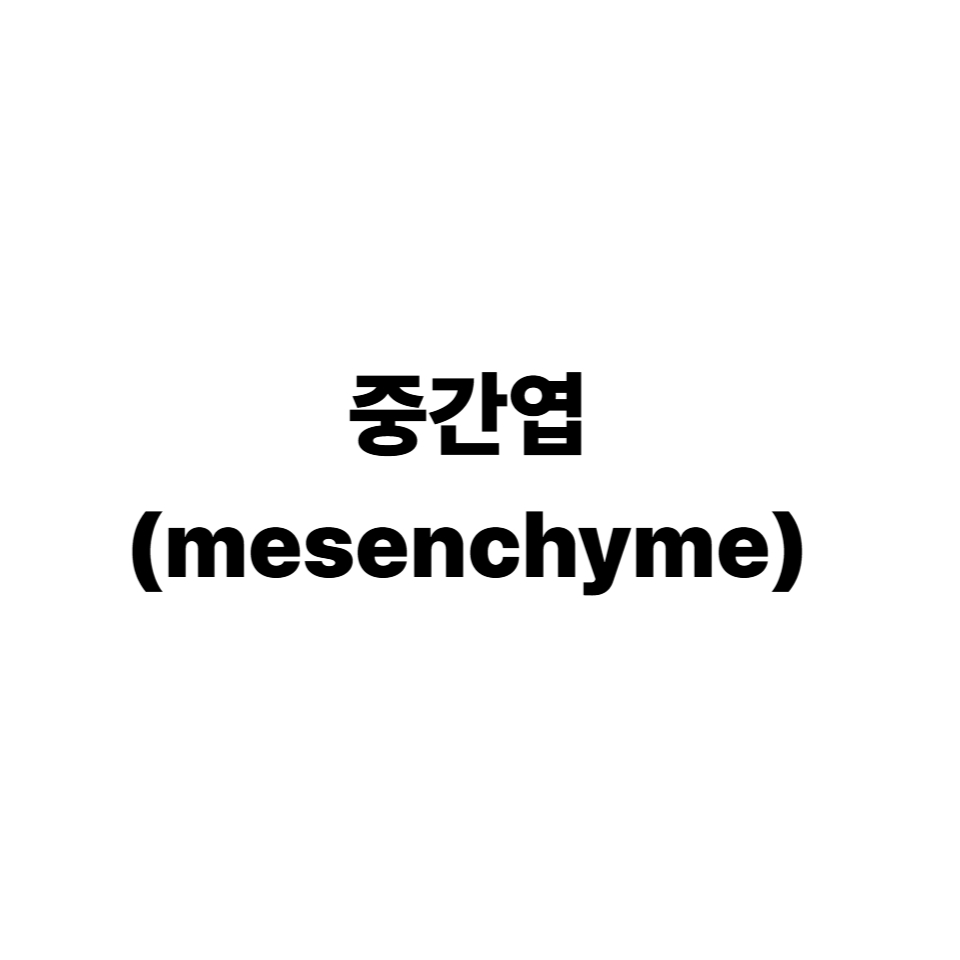 중간엽