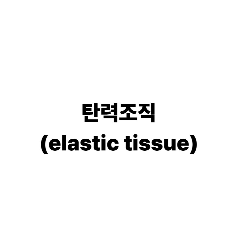탄력조직