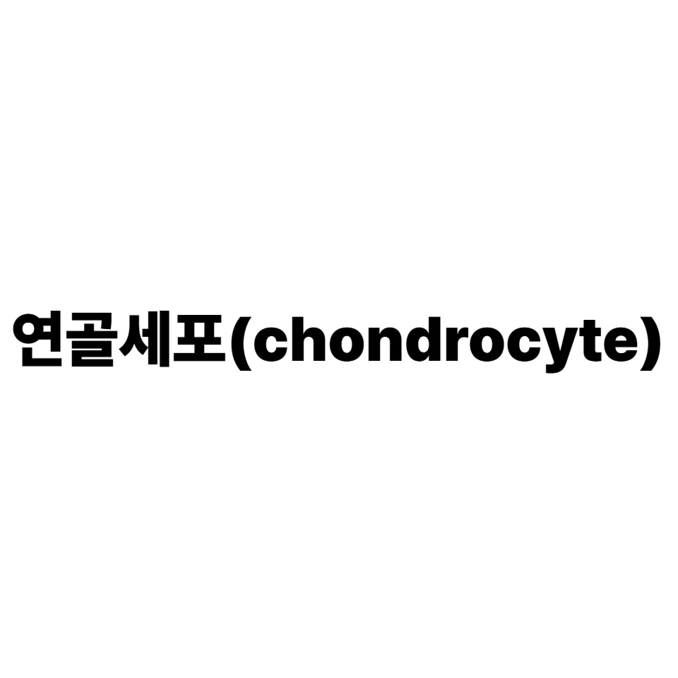 연골세포