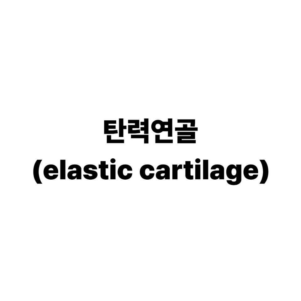 탄력연골