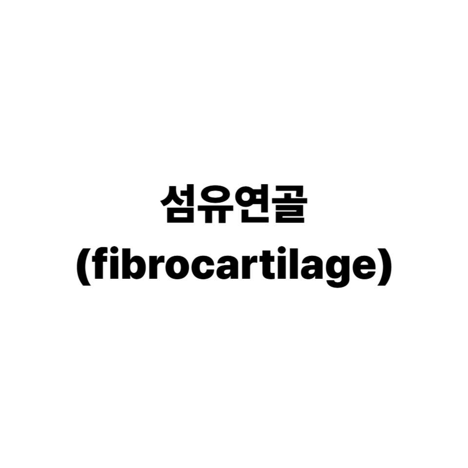 섬유연골