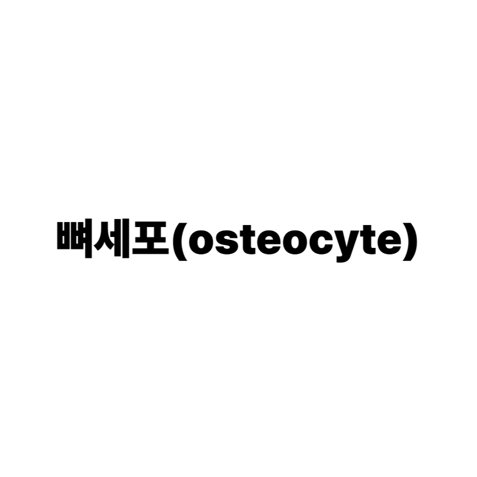 뼈세포