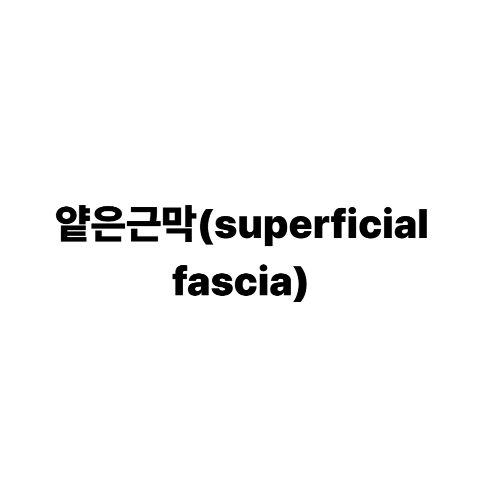 얕은근막