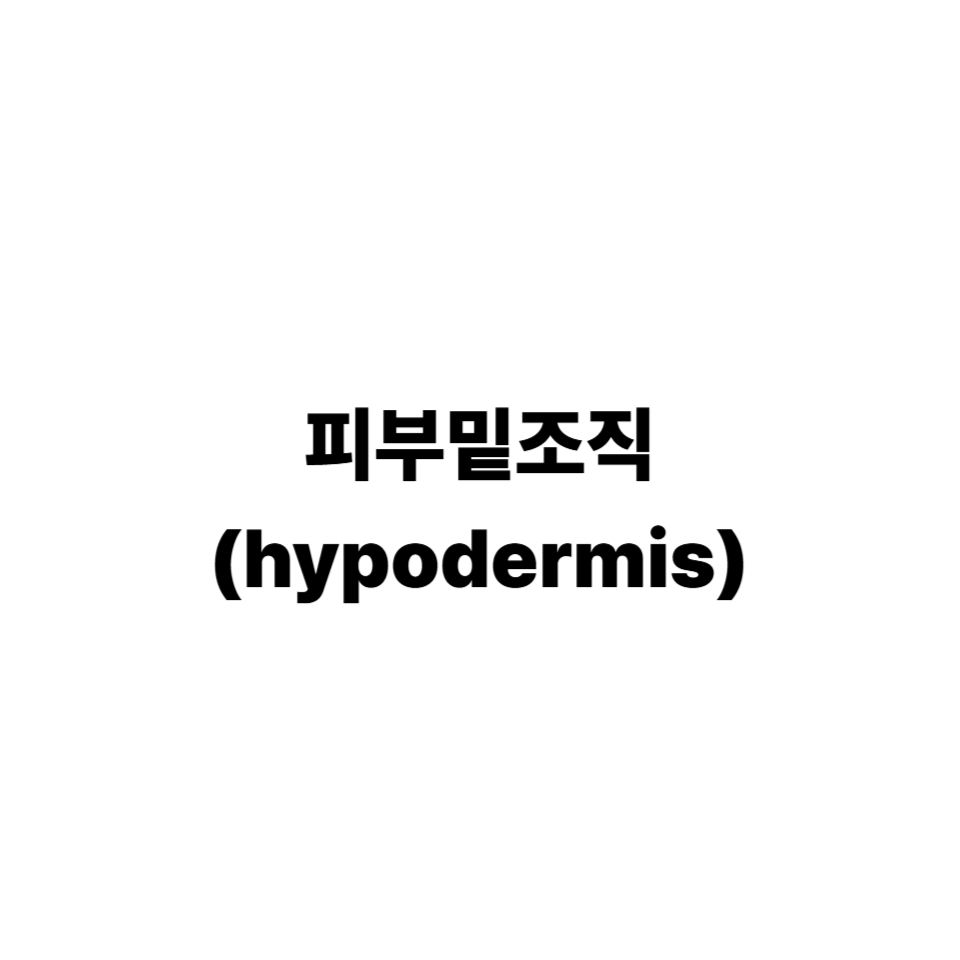 피부 밑 조직