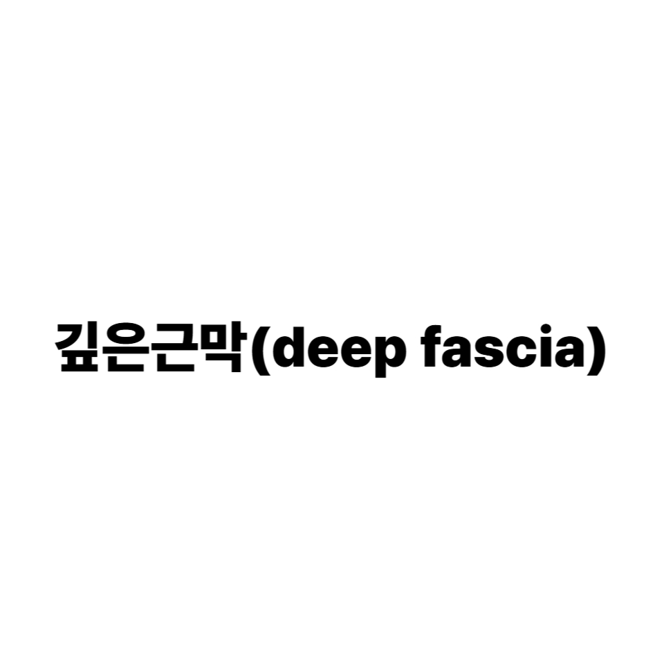 깊은근막