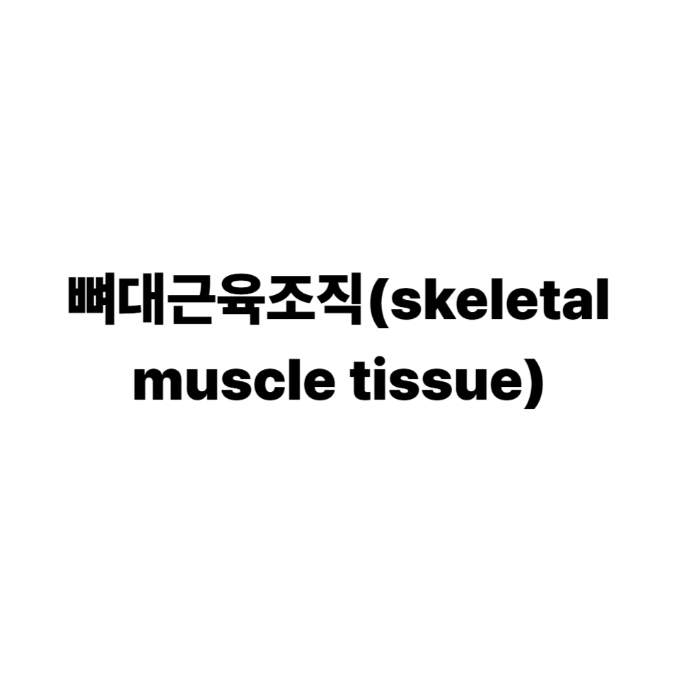 뼈대근육조직