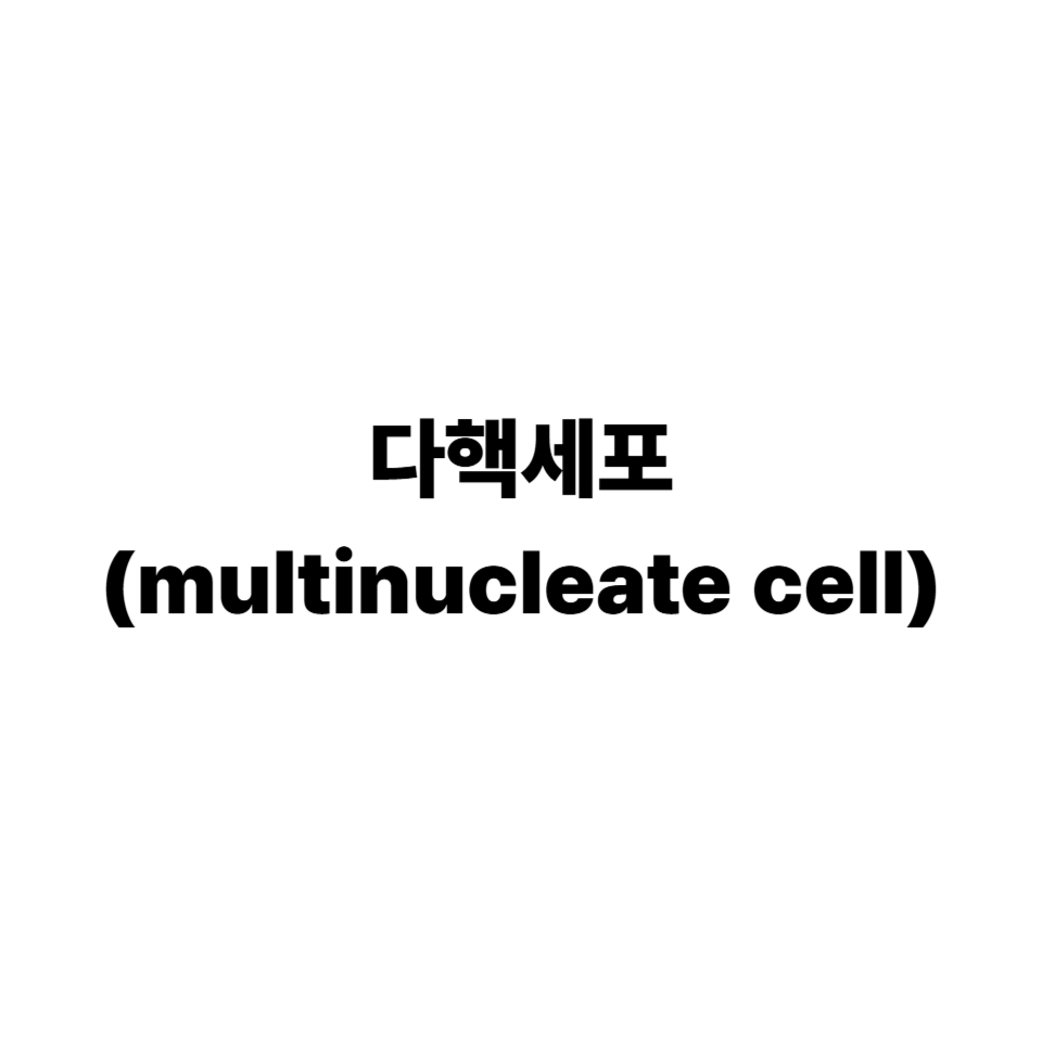 다핵세포