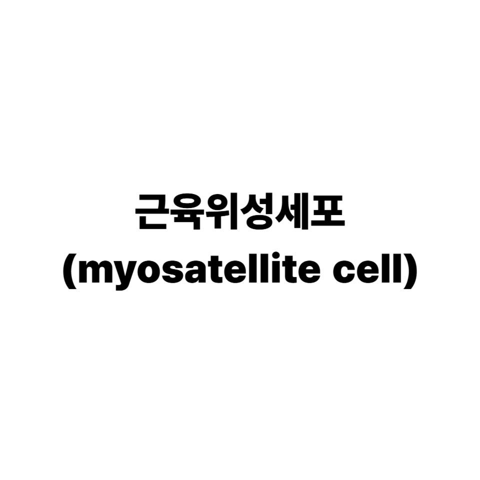 근육위성세포