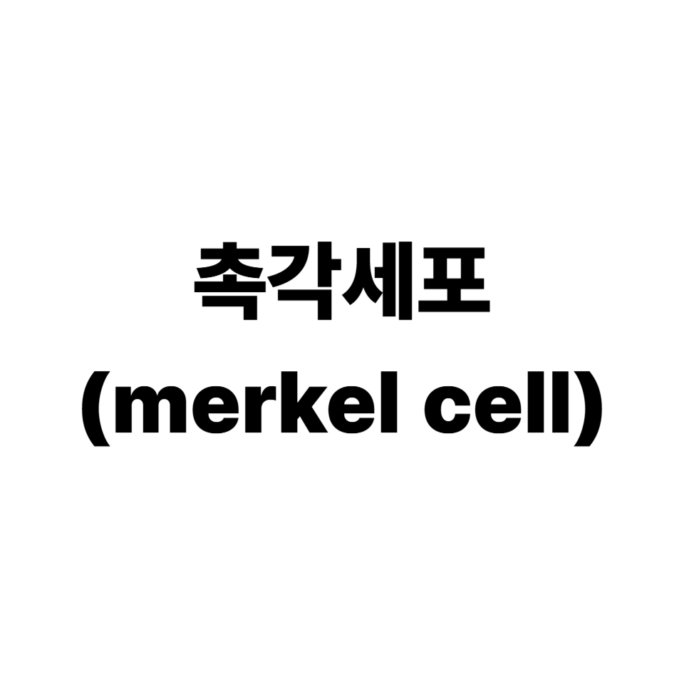 촉각세포