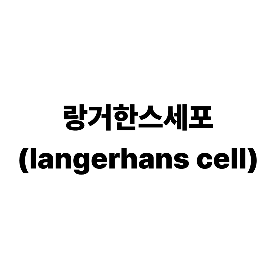 랑거한스 세포