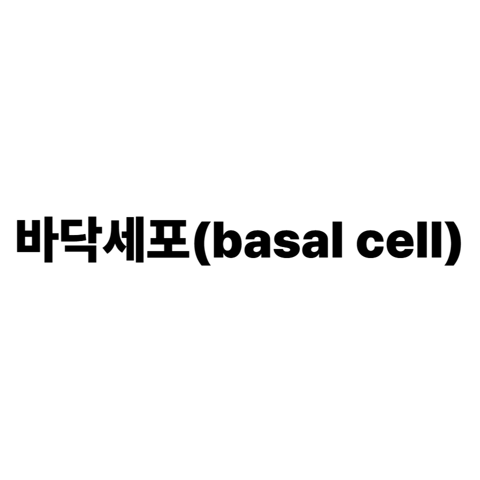 바닥세포