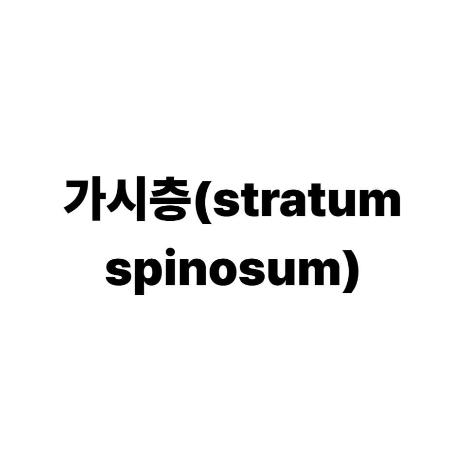 가시층