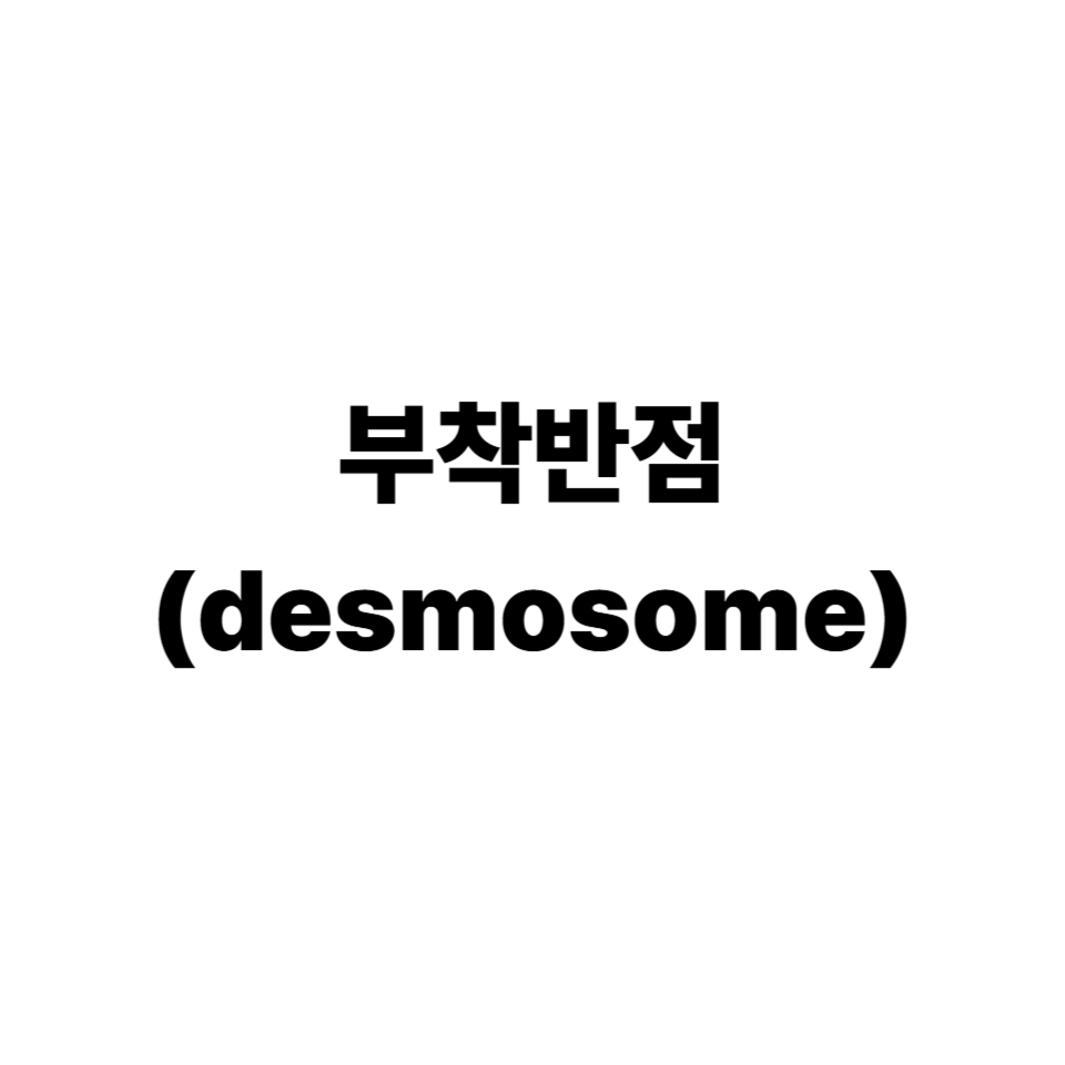부착반점