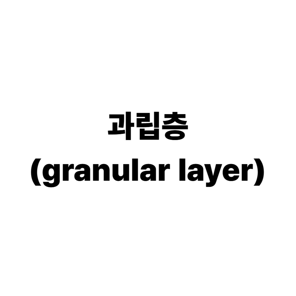 과립층