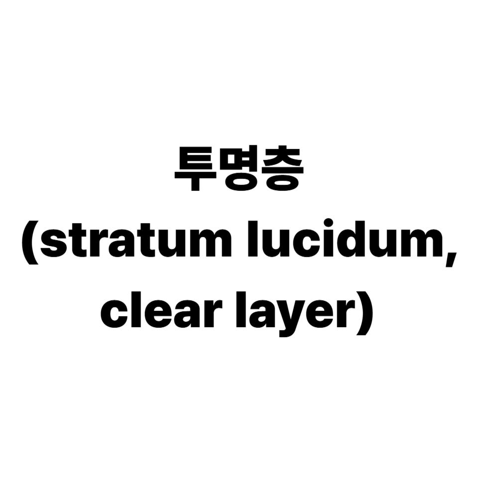 투명층