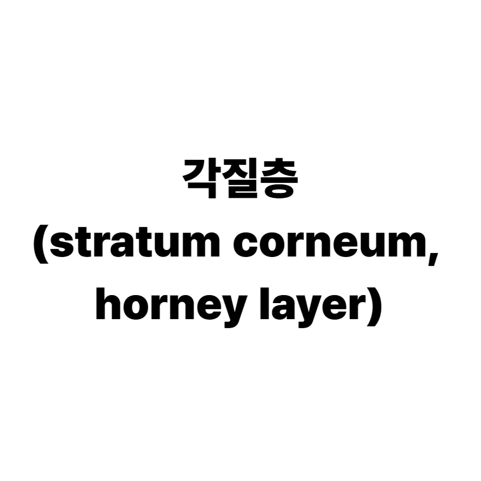 각질층