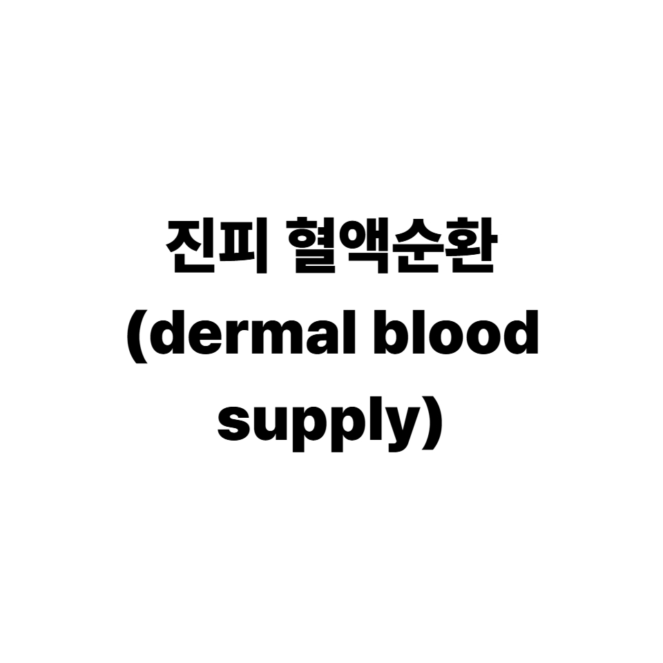 진피 혈액순환