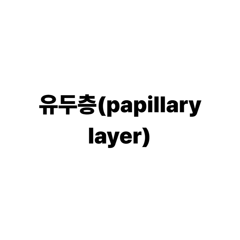 유두층