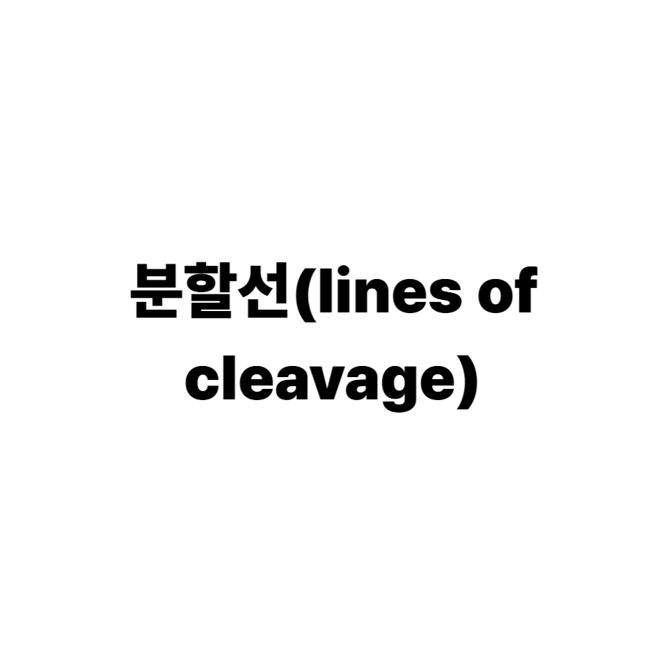 분할선