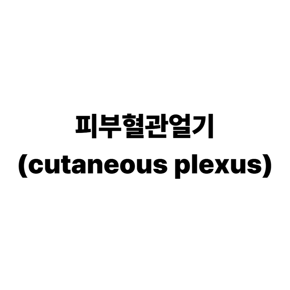 피부혈관얼기