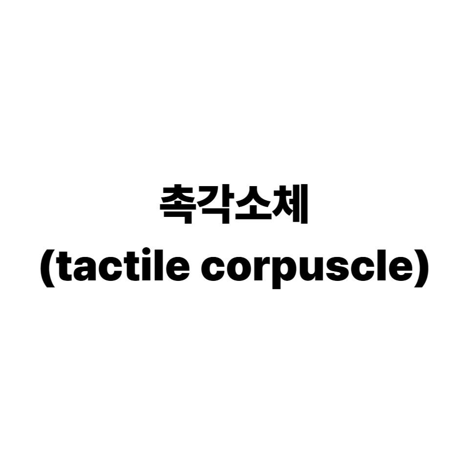 촉각소체