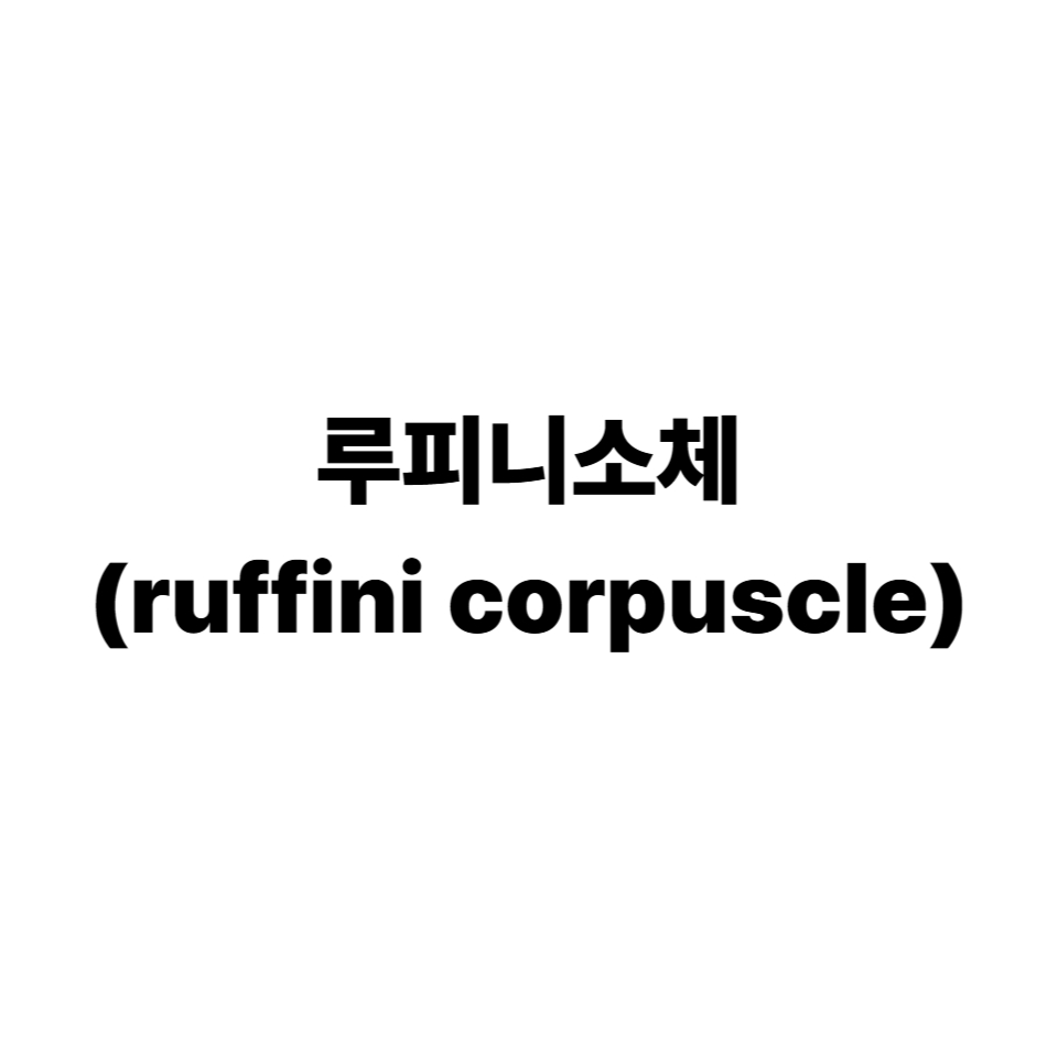 루피니소체