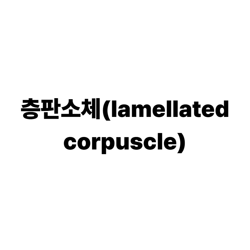 층판소체