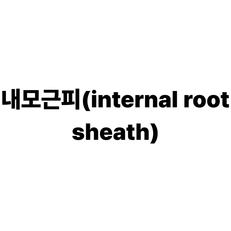 내모근초