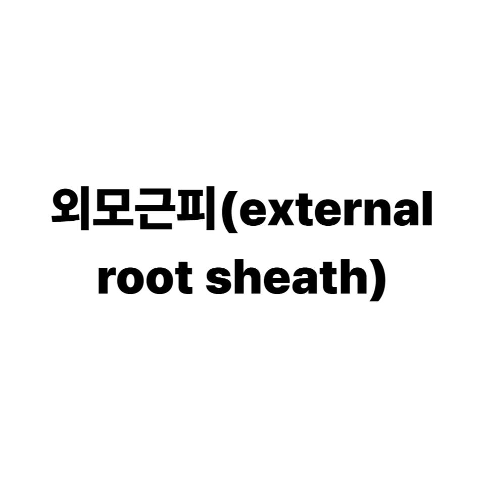 외모근피